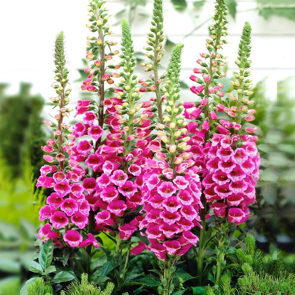 Digitalis purpurea